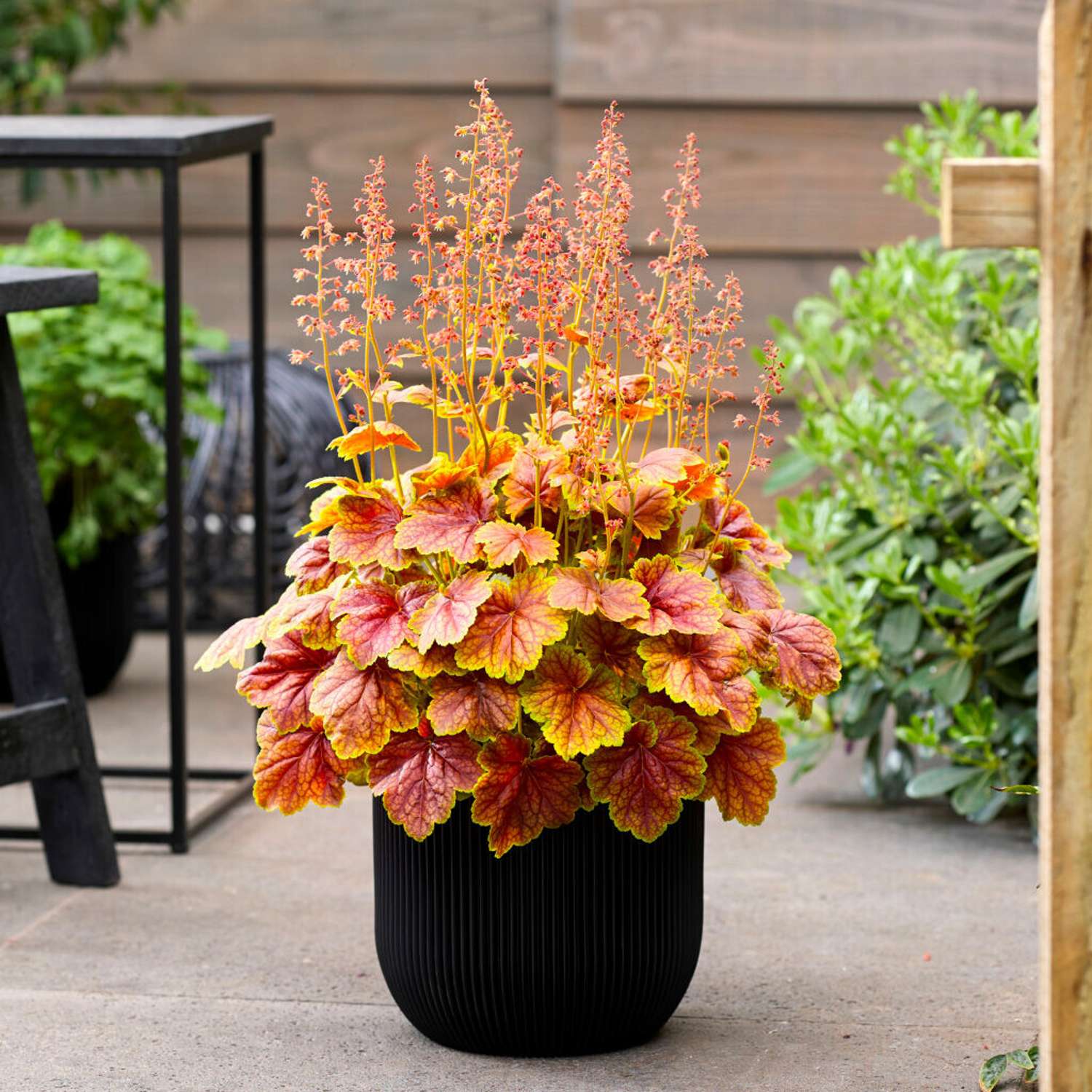 Tarhakeijunkukka 'Eternal Flame' (Heuchera)